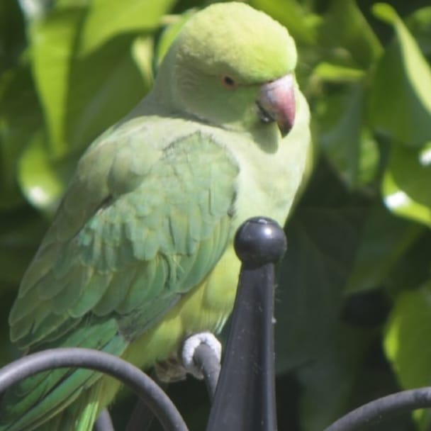 Parakeet!